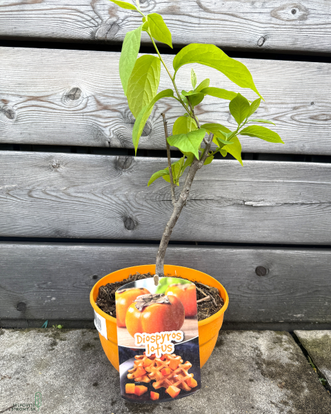 Ebenovník rajčiakonosný (Diospyros Kaki) HURMIKAKI ´VANIGLIA´