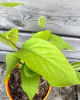 Ebenovník rajčiakonosný (Diospyros Kaki) HURMIKAKI ´VANIGLIA´