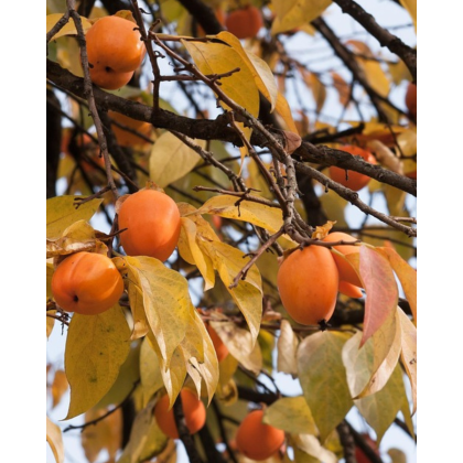 Ebenovník rajčiakonosný (Diospyros Kaki) HURMIKAKI ´VANIGLIA´ Ebenovník rajčiakonosný (Diospyros Kaki) HURMIKAKI ´VANIGLIA´