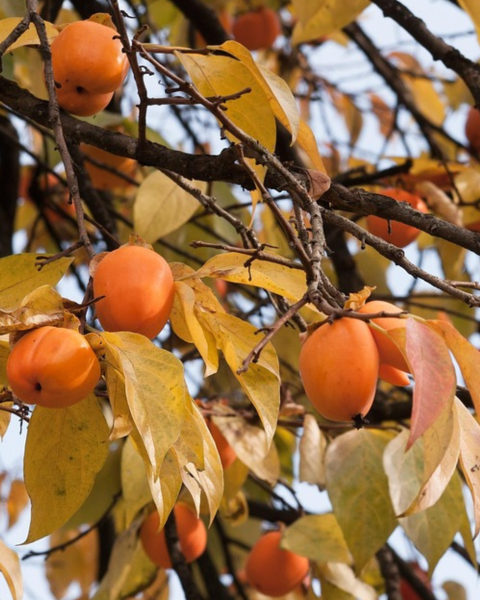 Ebenovník rajčiakonosný (Diospyros Kaki) HURMIKAKI ´VANIGLIA´ Ebenovník rajčiakonosný (Diospyros Kaki) HURMIKAKI ´VANIGLIA´