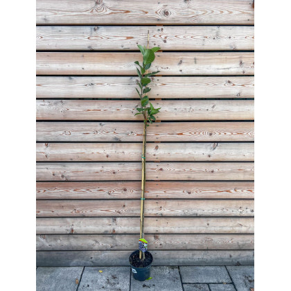Arónia čiernoplodá (Aronia melanocarpa) ´NERO´