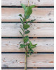 Arónia čiernoplodá (Aronia melanocarpa) ´NERO´
