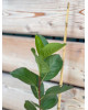 Arónia čiernoplodá (Aronia melanocarpa) ´NERO´