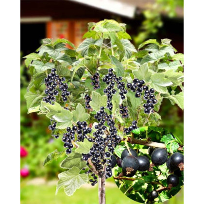 Kríženec ríbezle a egreša (Ribes nidigrolaria) ´JOSTA´ Kríženec ríbezle a egreša (Ribes nidigrolaria) ´JOSTA´
