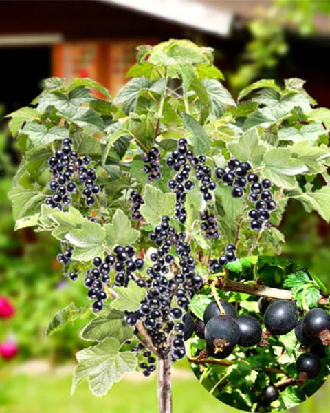 Kríženec ríbezle a egreša (Ribes nidigrolaria) ´JOSTA´ Kríženec ríbezle a egreša (Ribes nidigrolaria) ´JOSTA´
