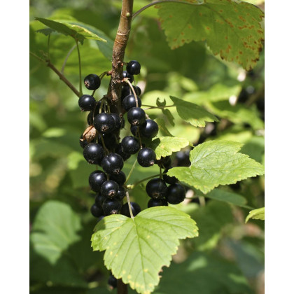 Kríženec ríbezle a egreša (Ribes nidigrolaria) ´JOSTA´ Kríženec ríbezle a egreša (Ribes nidigrolaria) ´JOSTA´