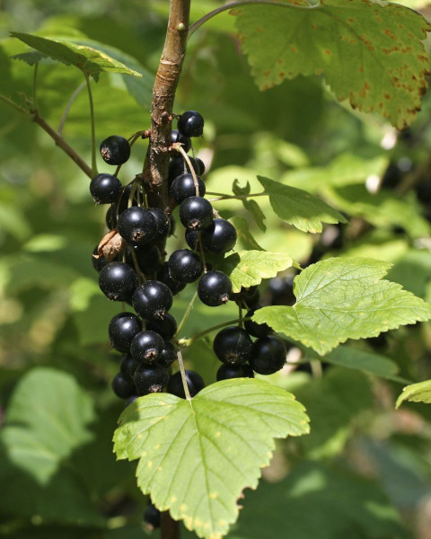 Kríženec ríbezle a egreša (Ribes nidigrolaria) ´JOSTA´