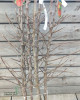 Jabloň domáca (Malus domestica) ´PIROS´