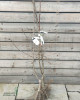 Jabloň domáca (Malus Domestica) ´ŠAMPION RENO 2´