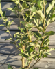 Jabloň domáca (Malus domestica) ‘LIMONCELLA’