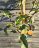 Jabloň domáca (Malus domestica) ‘LIMONCELLA’