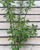 Jabloň domáca  (Malus domestica) ´FUJI´
