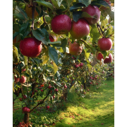 Mini stĺpovitá jabloň (Malus ballerina) ´DELEGRINA´