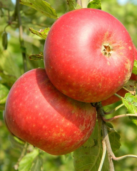 Jabloň domáca (Malus domestica) ´DISCOVERY´ Jabloň domáca (Malus domestica) ´DISCOVERY´