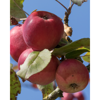Stĺpovitá jabloň (Malus ballerina) ´FLAMENCO´ Stĺpovitá jabloň (Malus ballerina) ´FLAMENCO´
