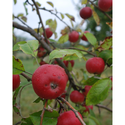 Jabloň domáca (Malus domestica) ´FLORINA´- jesenná, výška 270-300 cm, kont. C6L Jabloň domáca (Malus domestica) ´FLORINA´- jesenná, výška 270-300 cm, kont. C6L
