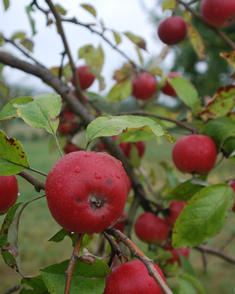 Jabloň domáca (Malus domestica) ´FLORINA´- jesenná, výška 270-300 cm, kont. C6L Jabloň domáca (Malus domestica) ´FLORINA´- jesenná, výška 270-300 cm, kont. C6L