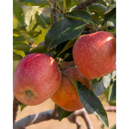 Jabloň domáca (Malus domestica) ´FUJI´ Jabloň domáca (Malus domestica) ´FUJI´