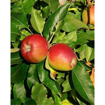 Jabloň domáca (Malus domestica) ´GALA´ Jabloň domáca (Malus domestica) ´GALA´