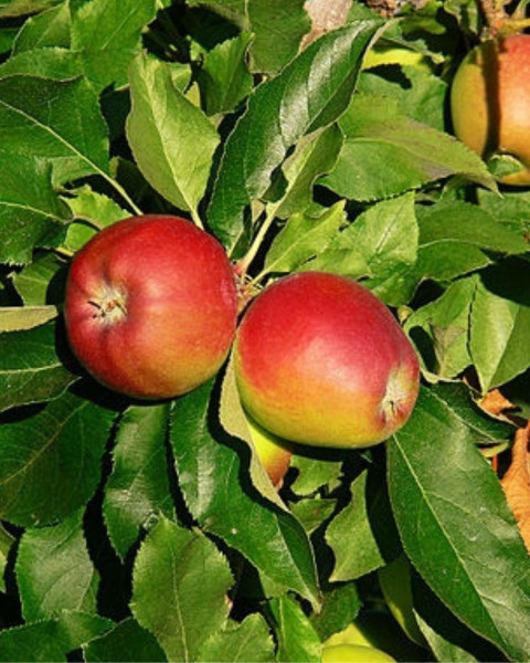 Jabloň domáca (Malus domestica) ´GALA´ Jabloň domáca (Malus domestica) ´GALA´