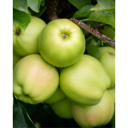 Jabloň domáca (Malus domestica) ´GOLDEN DELICIOUS´ Jabloň domáca (Malus domestica) ´GOLDEN DELICIOUS´