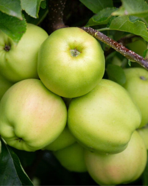 Jabloň domáca (Malus domestica) ´GOLDEN DELICIOUS´