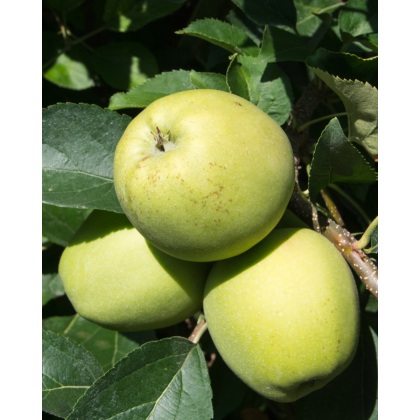 Jabloň domáca (Malus domestica) ´GRANNY SMITH´ Jabloň domáca (Malus domestica) ´GRANNY SMITH´