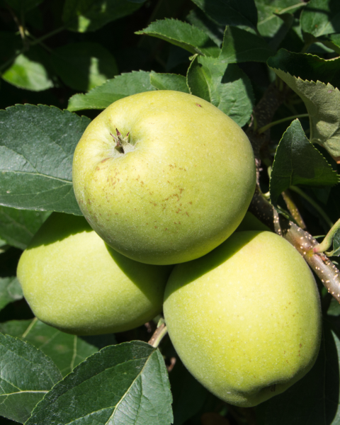 Jabloň domáca (Malus domestica) ´GRANNY SMITH´ Jabloň domáca (Malus domestica) ´GRANNY SMITH´