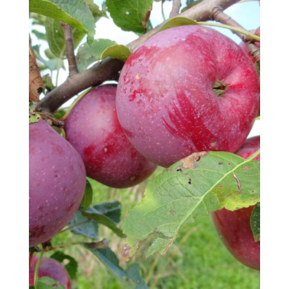 Jabloň domáca (Malus domestica) ´FLORINA´ Jabloň domáca (Malus domestica) ´FLORINA´
