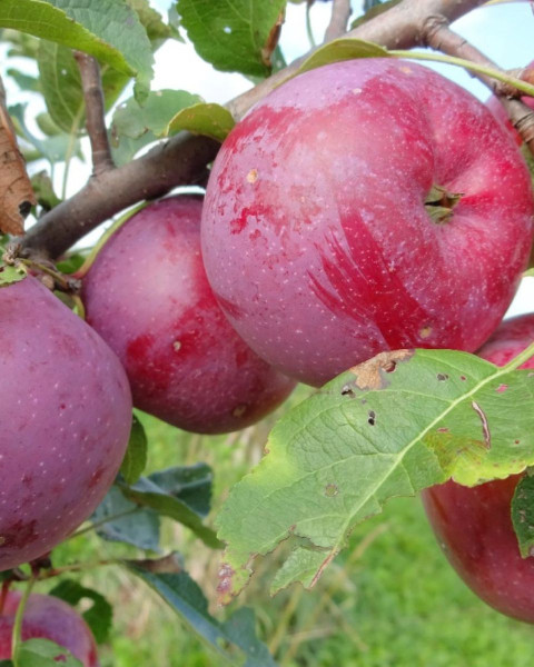Jabloň domáca (Malus domestica) ´FLORINA´ Jabloň domáca (Malus domestica) ´FLORINA´
