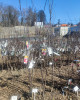 Jabloň domáca (Malus domestica) ´RED LOVE´®