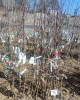 Jabloň domáca (Malus domestica) ´RUBIN´ Jabloň domáca (Malus domestica) ´RUBIN´