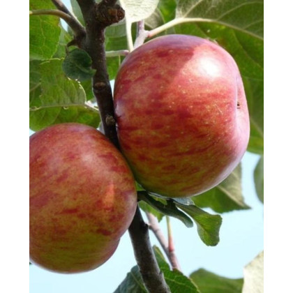 Jabloň domáca (Malus Domestica) ´BOSKOOPSKE´ Jabloň domáca (Malus Domestica) ´BOSKOOPSKE´