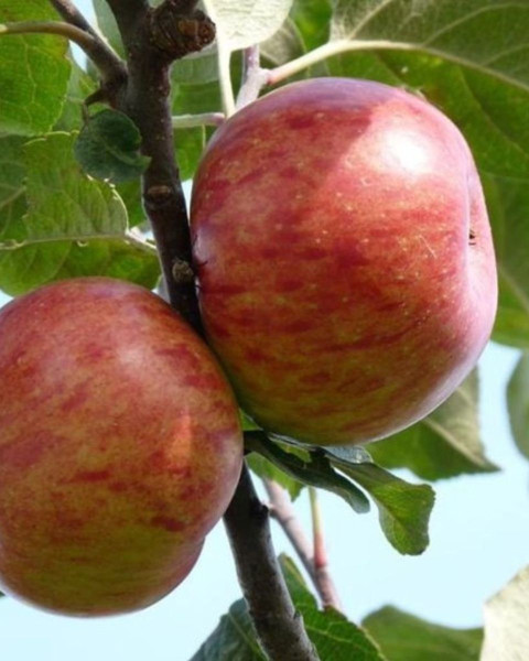 Jabloň domáca (Malus Domestica) ´BOSKOOPSKE´ Jabloň domáca (Malus Domestica) ´BOSKOOPSKE´