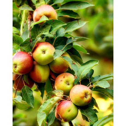 Jabloň domáca (Malus Domestica) ´JONAGOLD´ Jabloň domáca (Malus Domestica) ´JONAGOLD´