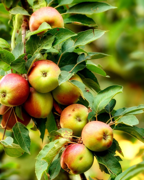 Jabloň domáca (Malus Domestica) ´JONAGOLD´ Jabloň domáca (Malus Domestica) ´JONAGOLD´