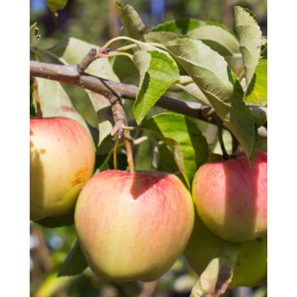 Jabloň domáca (Malus Domestica) ´PINOVA®´ Jabloň domáca (Malus Domestica) ´PINOVA®´