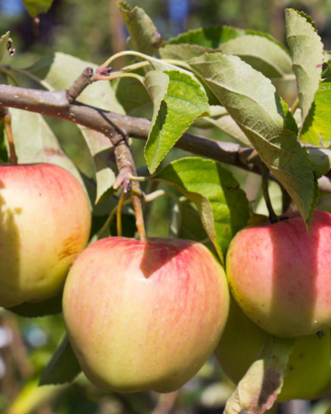 Jabloň domáca (Malus Domestica) ´PINOVA®´ Jabloň domáca (Malus Domestica) ´PINOVA®´