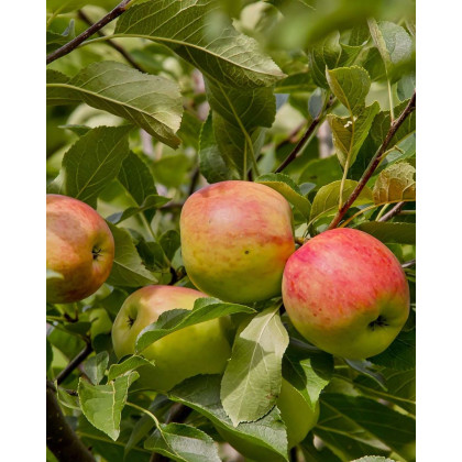 Jabloň domáca (Malus domestica) ´PIROS´ Jabloň domáca (Malus domestica) ´PIROS´