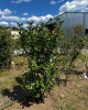Jabloň domáca (Malus domestica) ´PIROS´ Jabloň domáca (Malus domestica) ´PIROS´