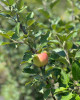 Jabloň domáca (Malus domestica) ´PIROS´ Jabloň domáca (Malus domestica) ´PIROS´