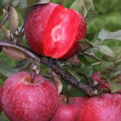 Jabloň domáca (Malus domestica) ´RED LOVE´® Jabloň domáca (Malus domestica) ´RED LOVE´®