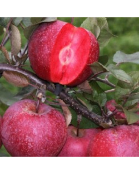 Jabloň domáca (Malus domestica) ´RED LOVE´®