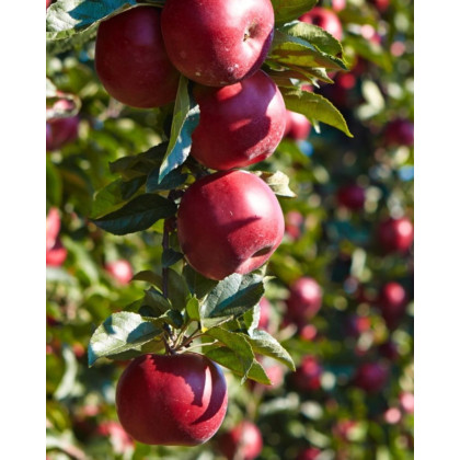 Jabloň domáca (Malus domestica) ´RUBIN´ Jabloň domáca (Malus domestica) ´RUBIN´