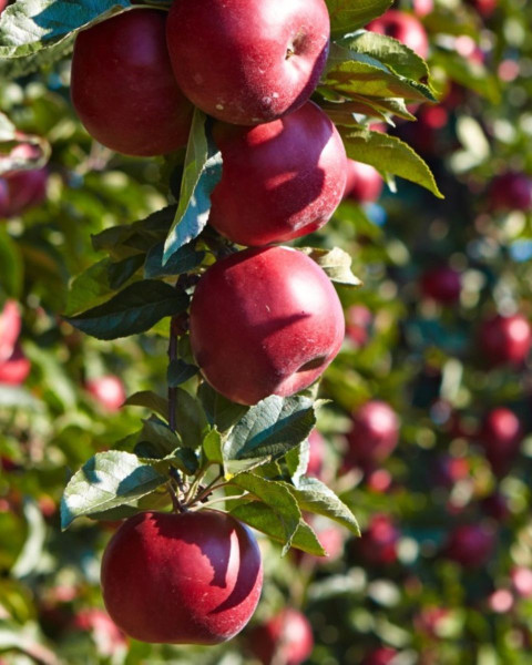 Jabloň domáca (Malus domestica) ´RUBIN´ Jabloň domáca (Malus domestica) ´RUBIN´