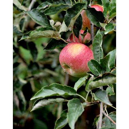 Jabloň domáca (Malus Domestica) ´ŠAMPION RENO 2´ Jabloň domáca (Malus Domestica) ´ŠAMPION RENO 2´