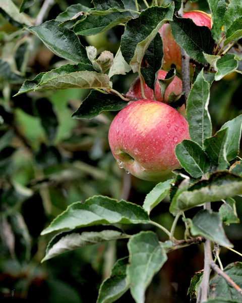 Jabloň domáca (Malus Domestica) ´ŠAMPION RENO 2´