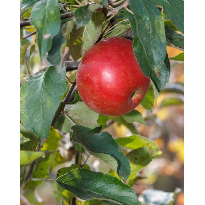 Jabloň domáca (Malus Domestica) ´ŠAMPION´ Jabloň domáca (Malus Domestica) ´ŠAMPION´