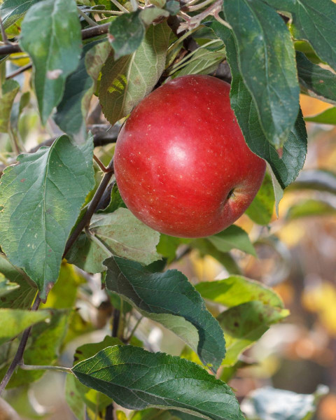 Jabloň domáca (Malus Domestica) ´ŠAMPION´