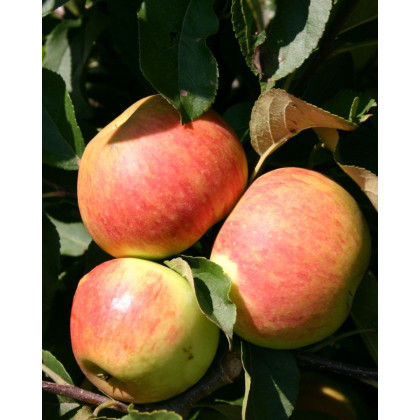 Jabloň domáca (Malus Domestica) ´SANDER´ Jabloň domáca (Malus Domestica) ´SANDER´